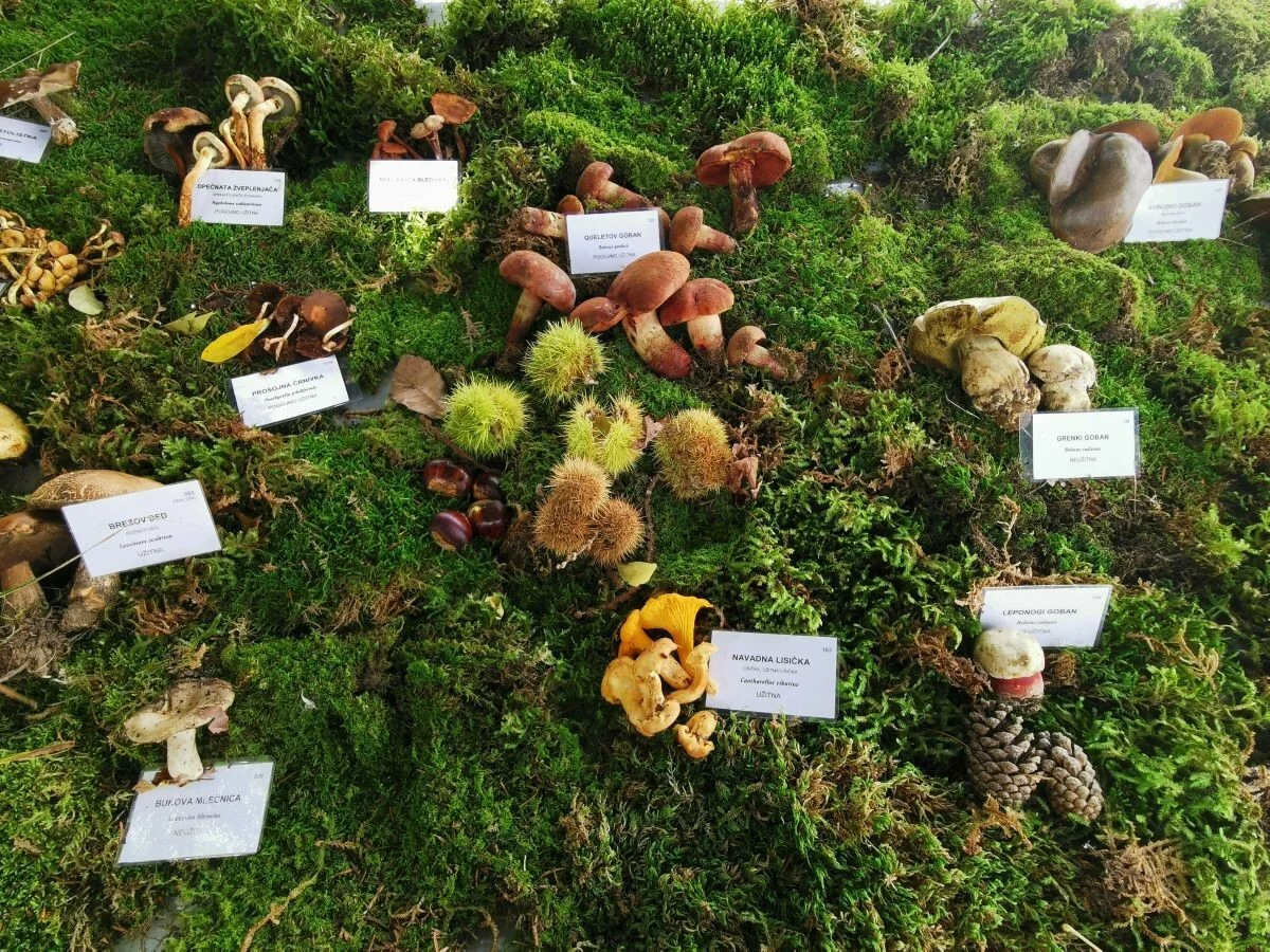 Mostra dei Funghi a Solkan, Nova Gorica