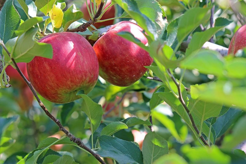 Mela Alto Adige / Südtiroler Apfel