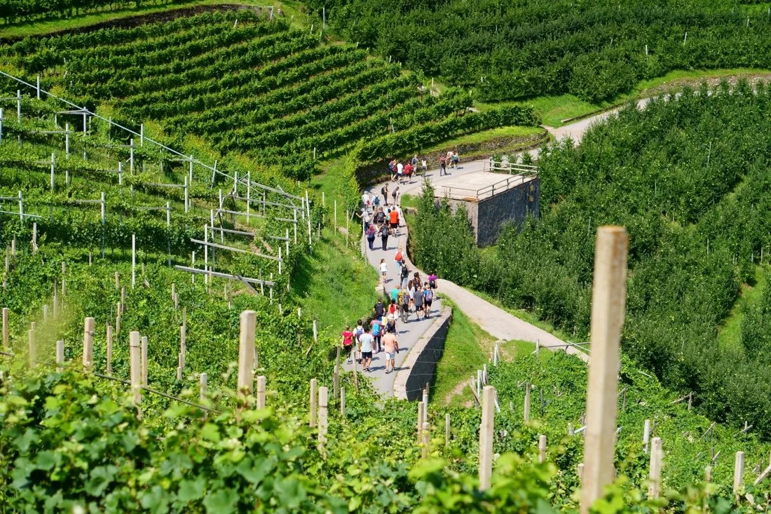 Müller Thurgau: Vino di Montagna