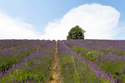 Lavender colors Alessandria and Monferrato: 10 villages to discover
