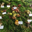 Mostra dei Funghi a Solkan, Nova Gorica