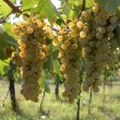 Lugana:The Italian white wine of greater success