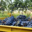 Tempo di vendemmia nelle vigne di Terre D’Aenòr in Franciacorta